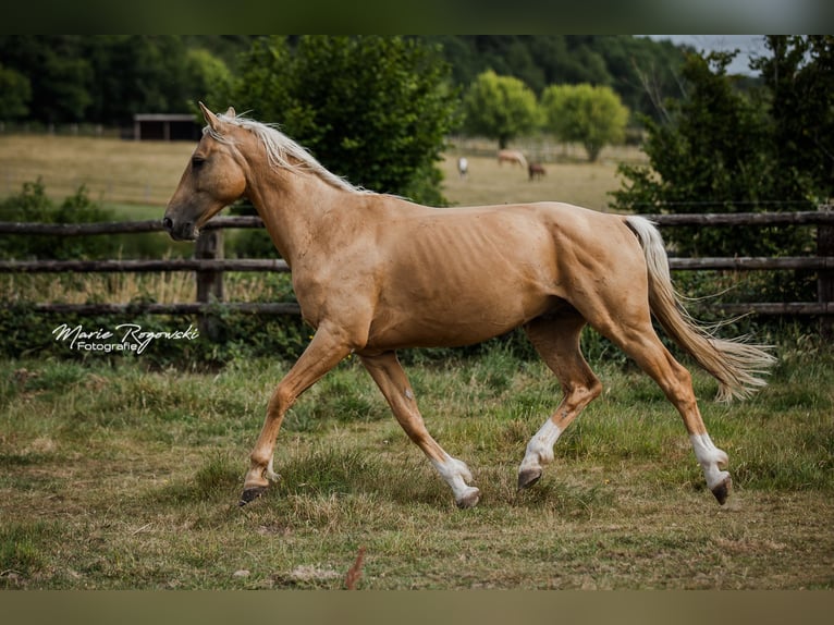 Oldenburger Hengst 7 Jahre 170 cm Palomino in Beaumont pied-de-boeuf