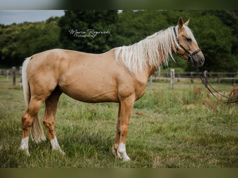 Oldenburger Hengst 7 Jahre 170 cm Palomino in Beaumont pied-de-boeuf