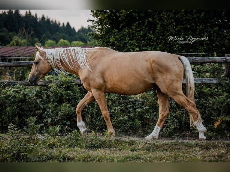 Oldenburger Hengst 7 Jahre 170 cm Palomino in Beaumont pied-de-boeuf