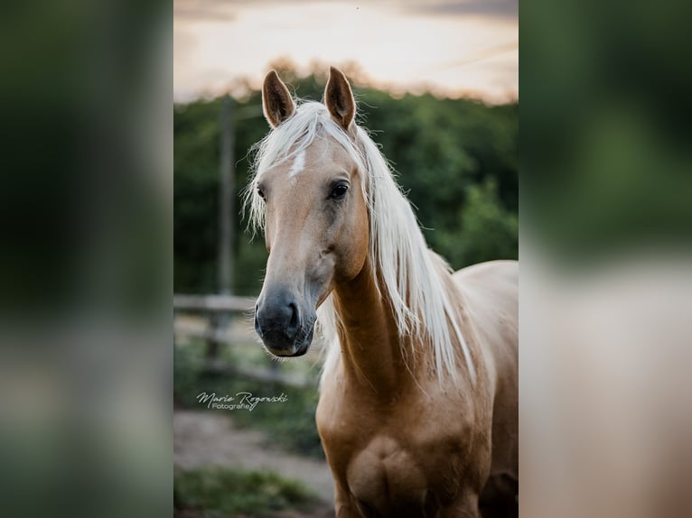Oldenburger Hengst 7 Jahre 170 cm Palomino in Beaumont pied-de-boeuf