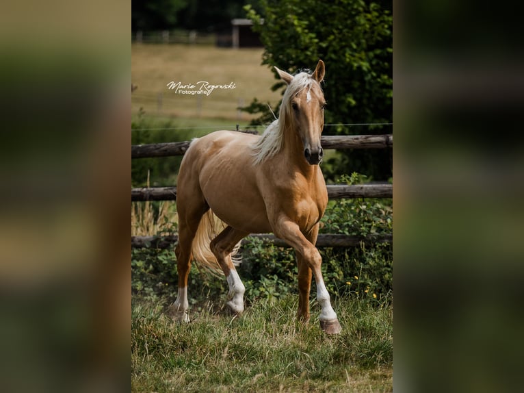 Oldenburger Hengst 7 Jahre 170 cm Palomino in Beaumont pied-de-boeuf
