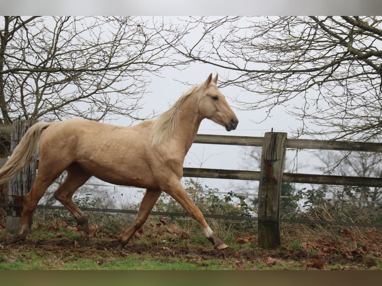 Oldenburger Hengst 7 Jahre 172 cm Palomino in Beaumont pied-de-boeuf