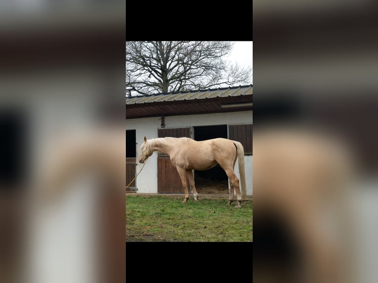 Oldenburger Hengst 7 Jahre 172 cm Palomino in Beaumont pied-de-boeuf