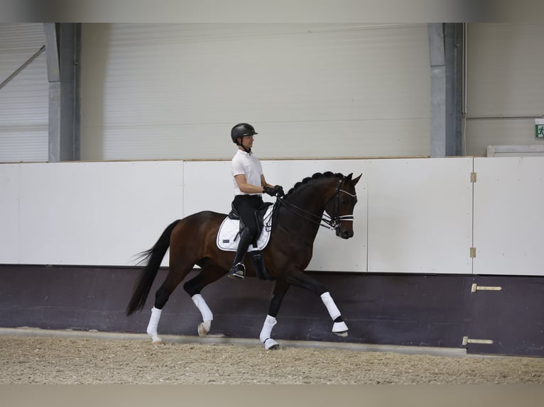 Oldenburger Hengst 7 Jahre 174 cm Brauner in Ritzing
