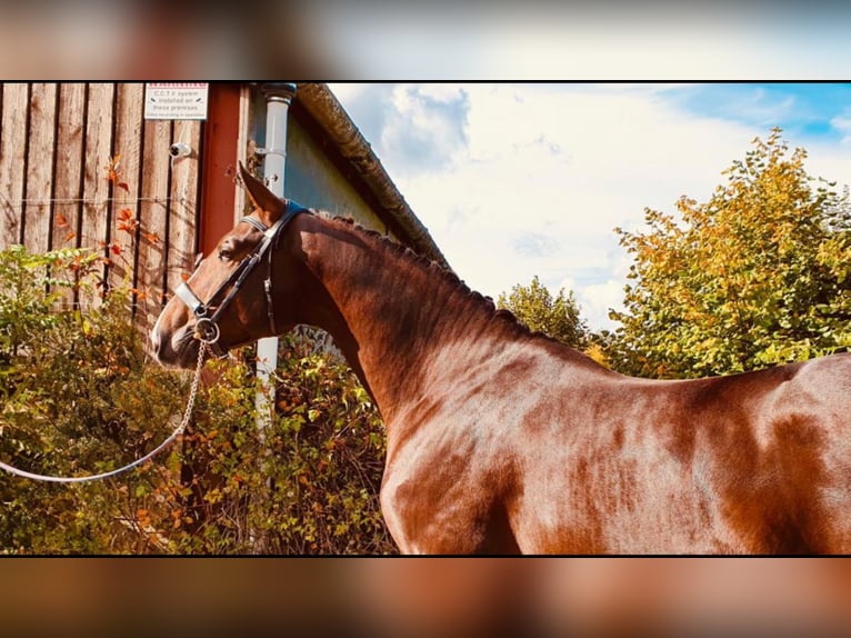 Oldenburger Hengst 8 Jaar 173 cm Donkere-vos in Newbury