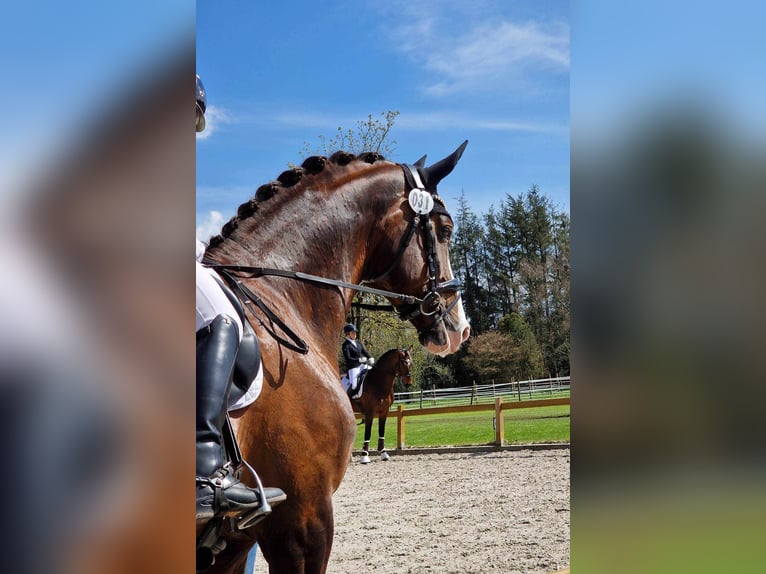 Oldenburger Hengst 8 Jaar 174 cm Donkere-vos in M&#xFC;lheim an der Ruhr
