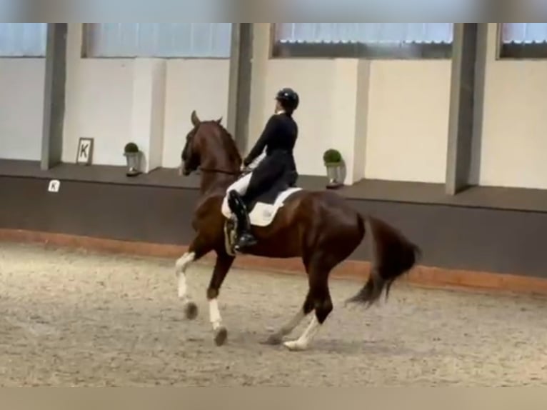 Oldenburger Hengst 8 Jaar 174 cm Donkere-vos in Unna