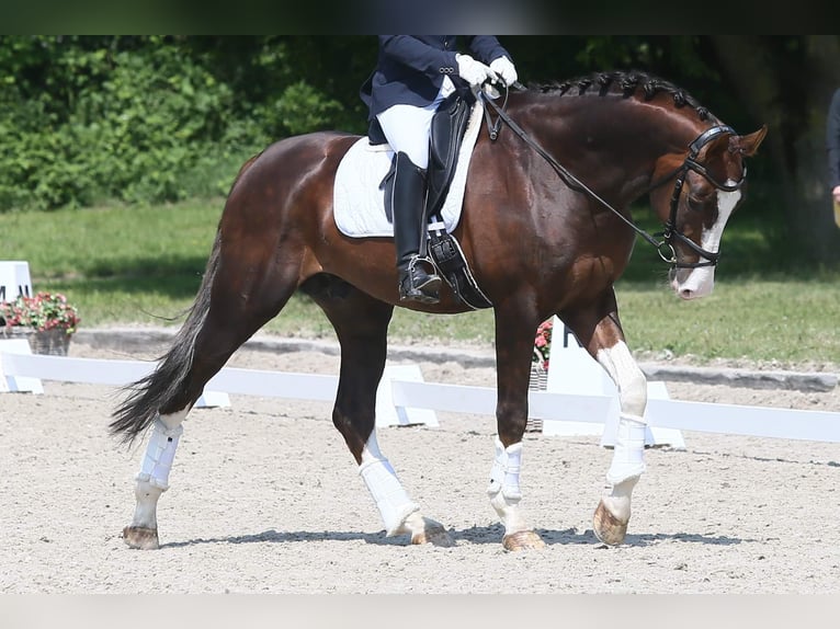 Oldenburger Hengst 8 Jaar 174 cm in W&#xFC;lfrath