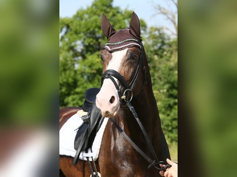 Oldenburger Hengst 8 Jaar 174 cm in W&#xFC;lfrath