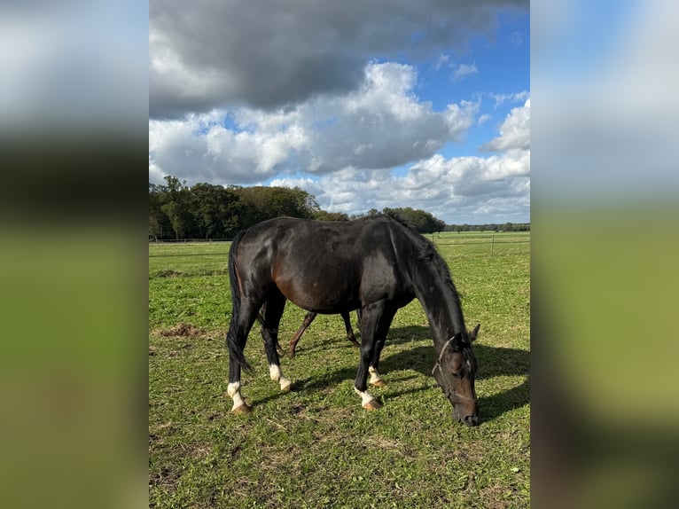 Oldenburger Hengst 8 Jahre 165 cm Dunkelbrauner in Vechta