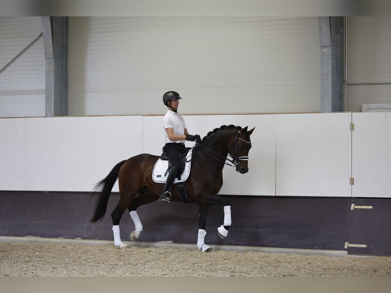 Oldenburger Hengst 8 Jahre 174 cm Brauner in Ritzing