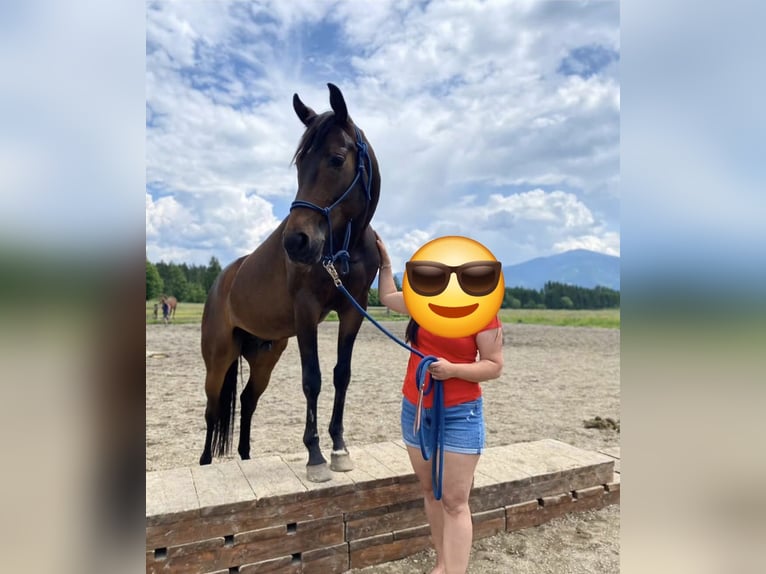 Oldenburger Hengst 9 Jahre 170 cm  in Strettweg
