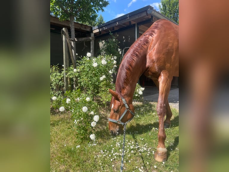 Oldenburger Hengst 9 Jahre 170 cm Fuchs in Solingen Oldenburger Hengst 9 Jahre 170 cm Fuchs in Solingen
