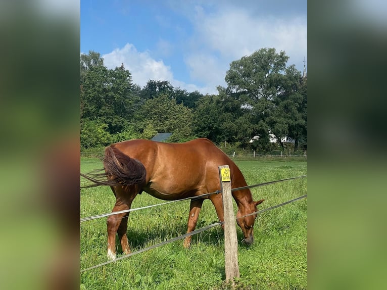 Oldenburger Hengst 9 Jahre 170 cm Fuchs in Solingen Oldenburger Hengst 9 Jahre 170 cm Fuchs in Solingen