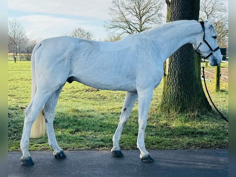 Oldenburger Hengst 9 Jahre 174 cm Schimmel in GROTE-BROGEL