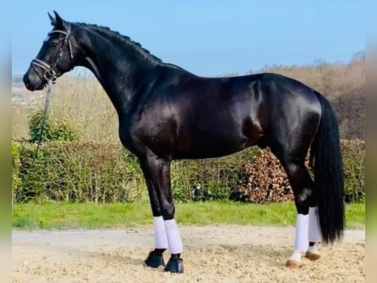 Oldenburger Hengst 9 Jahre 175 cm Rappe in M&#xFC;nchen