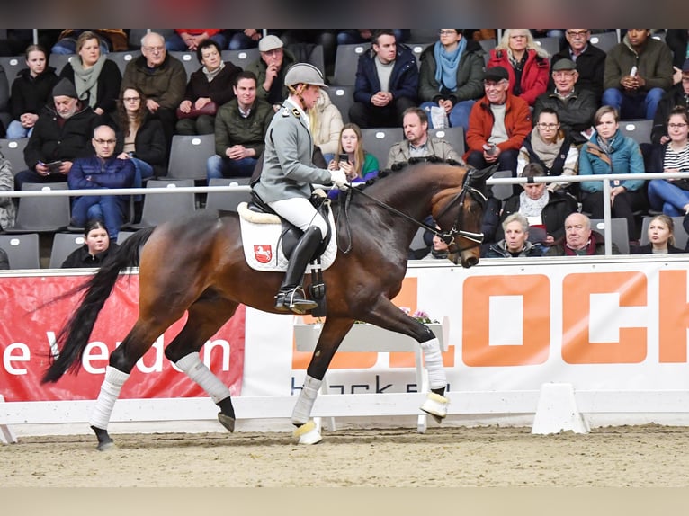 Oldenburger Hengst Bruin in Adelheidsdorf