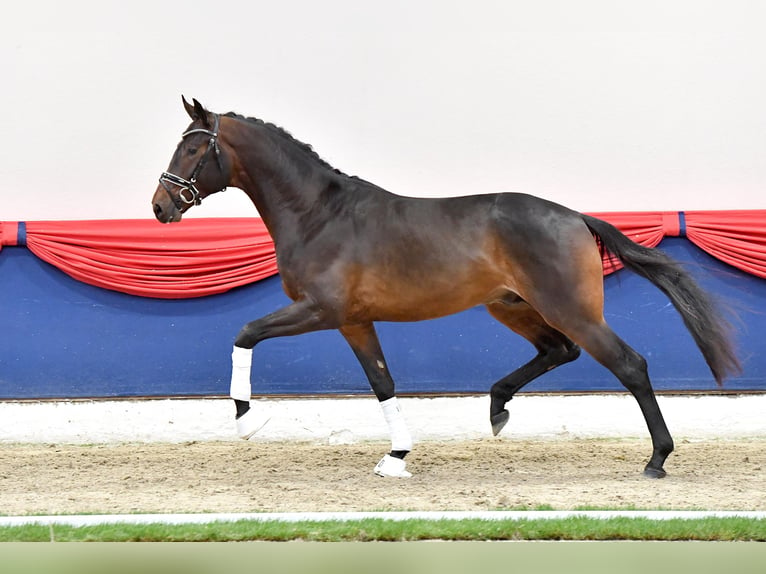 Oldenburger Hengst Bruin in Adelheidsdorf