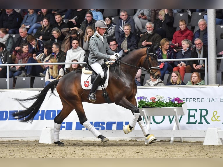 Oldenburger Hengst Bruin in Adelheidsdorf