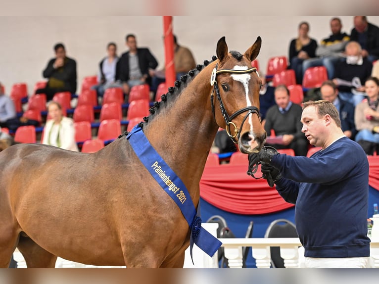 Oldenburger Hengst Bruin in Ankum