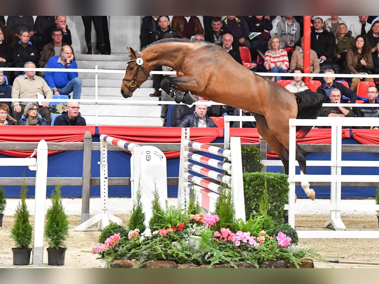 Oldenburger Hengst Bruin in Ankum