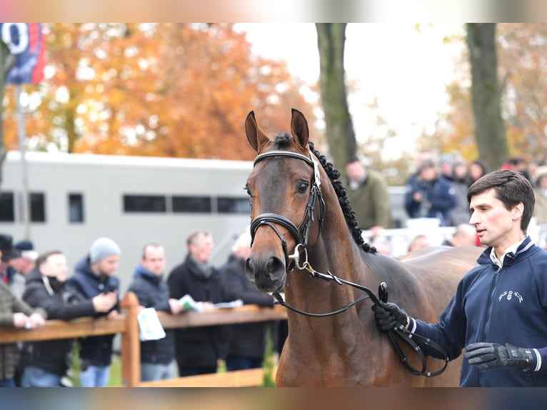 Oldenburger Hengst Bruin in Celle