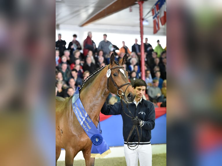 Oldenburger Hengst Bruin in Celle