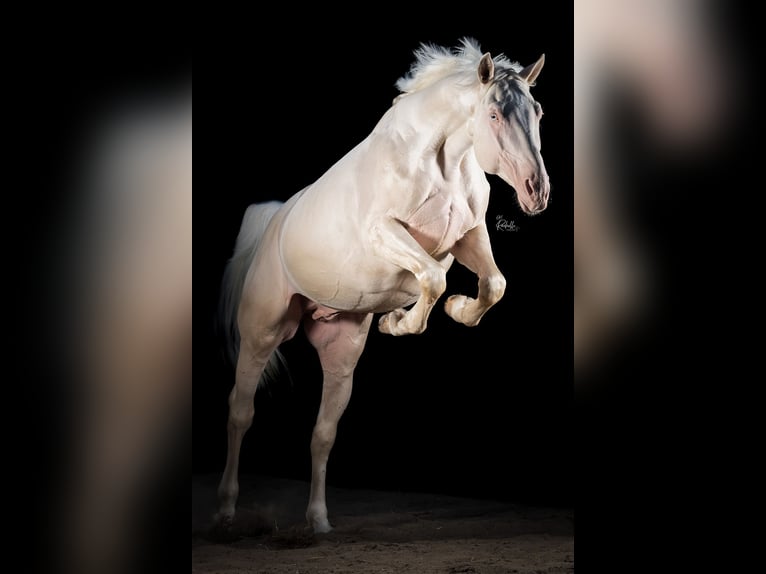 Oldenburger Hengst Cremello in Tholen
