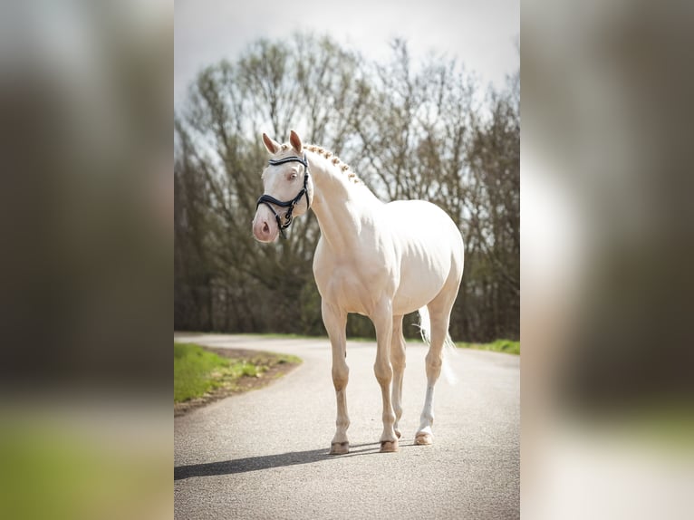 Oldenburger Hengst Cremello in Tholen