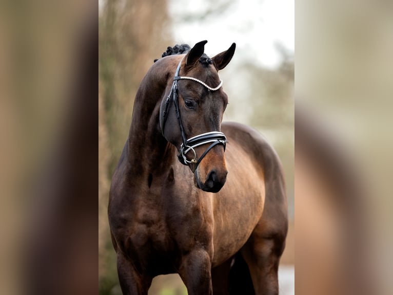 Oldenburger Hengst Donkerbruin in Celle