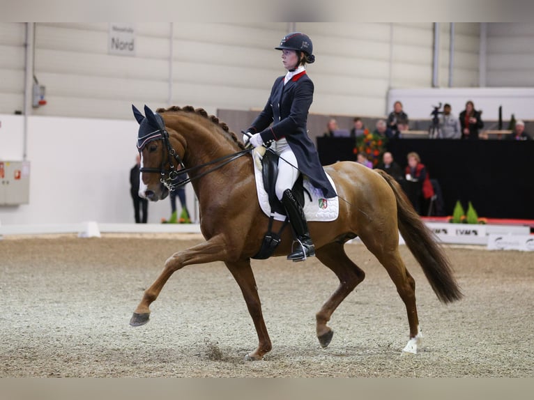 Oldenburger Hengst in Celle