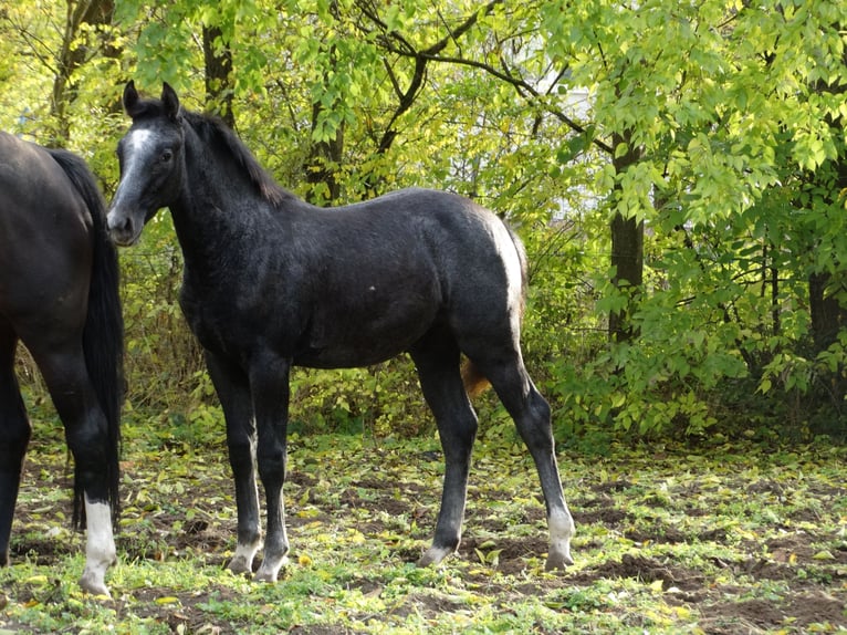 Oldenburger Hengst Fohlen (04/2025) 140 cm Schimmel in &#xDC;ll&#x151;