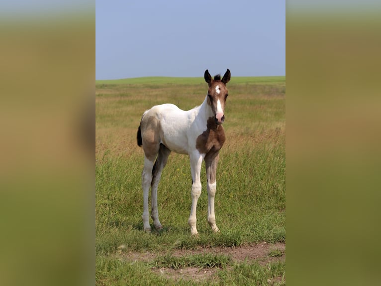 Oldenburger Hengst Fohlen (01/2026) 163 cm Schecke in Kipling sask