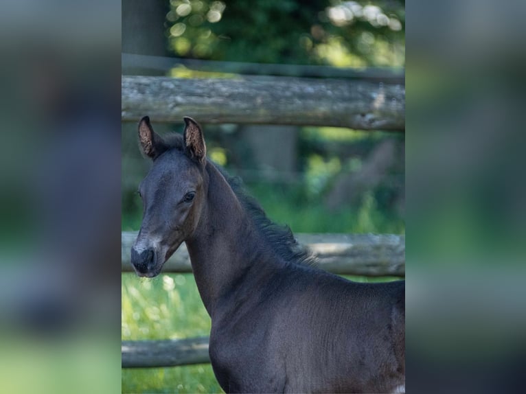 Oldenburger Hengst Fohlen (05/2024) 165 cm Rappe in Walsrode