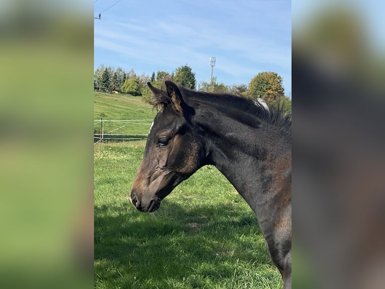 Oldenburger Hengst Fohlen (05/2026) 166 cm Rappe in Helmsdorf