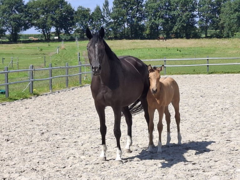 Oldenburger Hengst Fohlen (06/2025) 168 cm Buckskin in Seth