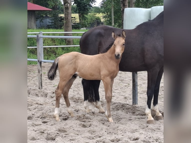 Oldenburger Hengst Fohlen (06/2025) 168 cm Buckskin in Seth