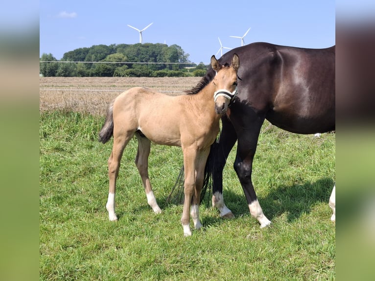 Oldenburger Hengst Fohlen (06/2025) 168 cm Buckskin in Seth