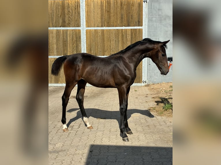 Oldenburger Hengst Fohlen (02/2026) 168 cm Dunkelbrauner in Blunk