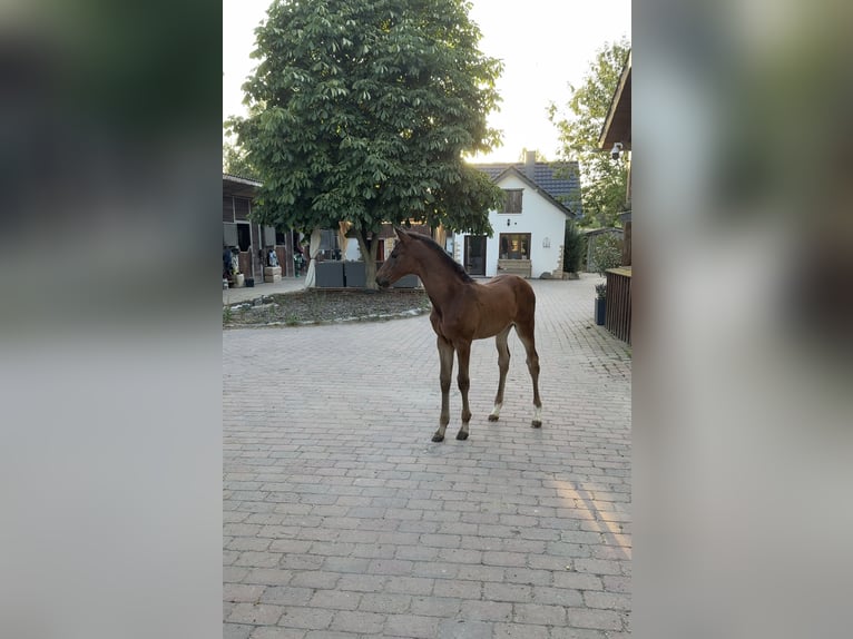 Oldenburger Hengst Fohlen (05/2025) 168 cm Dunkelbrauner in Hemmingen