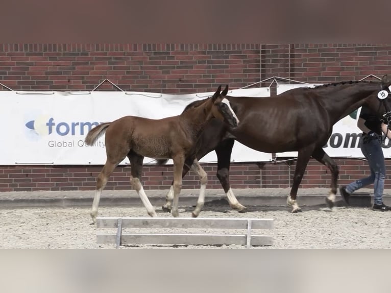 Oldenburger Hengst Fohlen (04/2026) 168 cm Dunkelfuchs in Cloppenburg