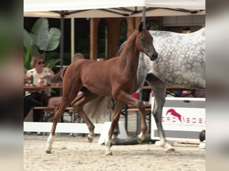 Oldenburger Hengst Fohlen (04/2024) 168 cm Kann Schimmel werden in Eydelstedt