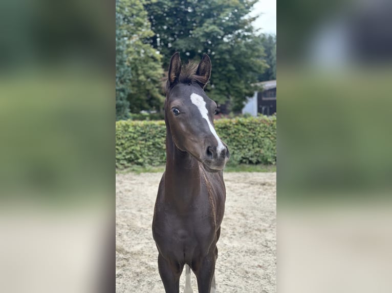 Oldenburger Hengst Fohlen (05/2025) 168 cm Rappe in D&#xF6;tlingen