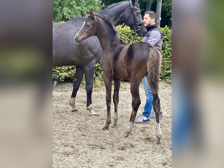 Oldenburger Hengst Fohlen (05/2025) 168 cm Rappe in D&#xF6;tlingen
