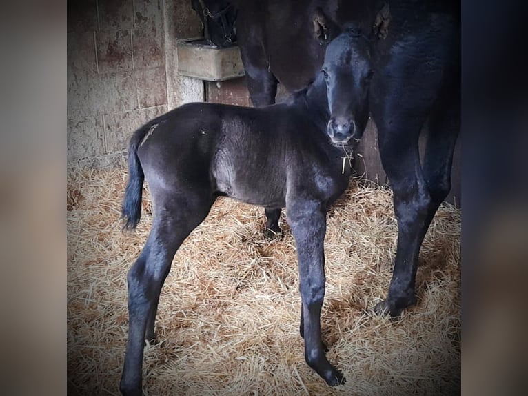 Oldenburger Hengst  168 cm Rappe in Weitra