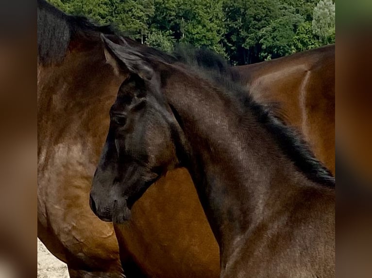 Oldenburger Hengst Fohlen (05/2025) 168 cm Rappe in M&#xF6;nchengladbach