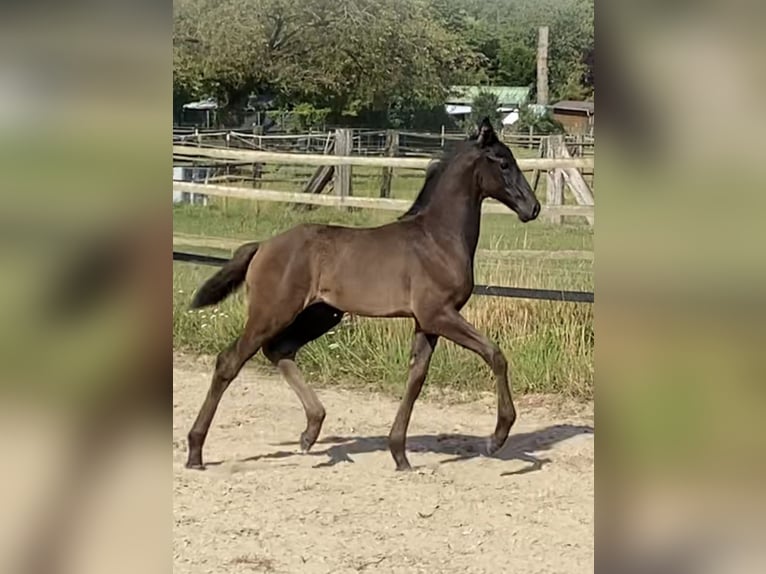Oldenburger Hengst Fohlen (05/2025) 168 cm Rappe in M&#xF6;nchengladbach