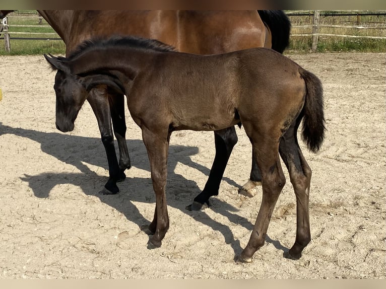 Oldenburger Hengst Fohlen (05/2025) 168 cm Rappe in M&#xF6;nchengladbach