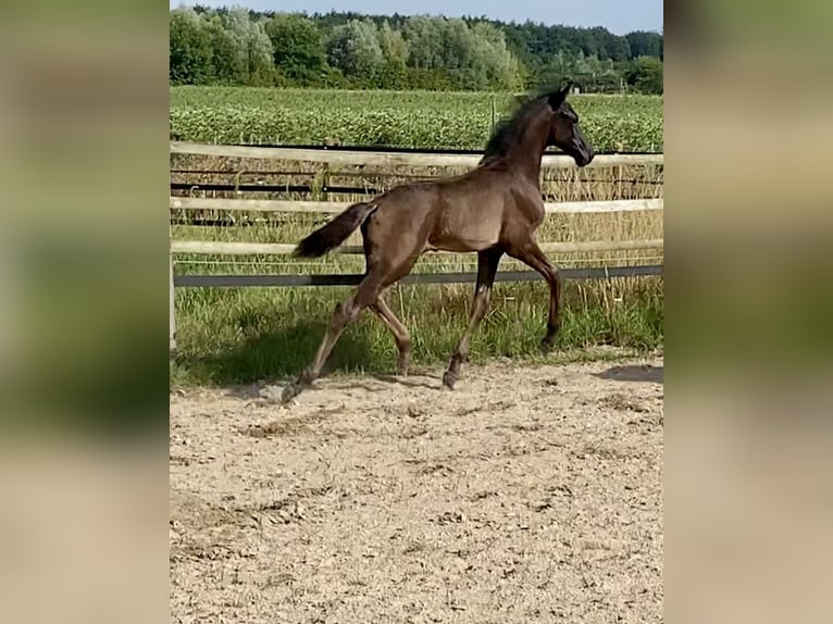 Oldenburger Hengst Fohlen (05/2025) 168 cm Rappe in M&#xF6;nchengladbach