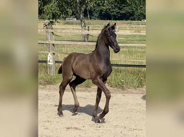 Oldenburger Hengst Fohlen (05/2025) 168 cm Rappe in M&#xF6;nchengladbach